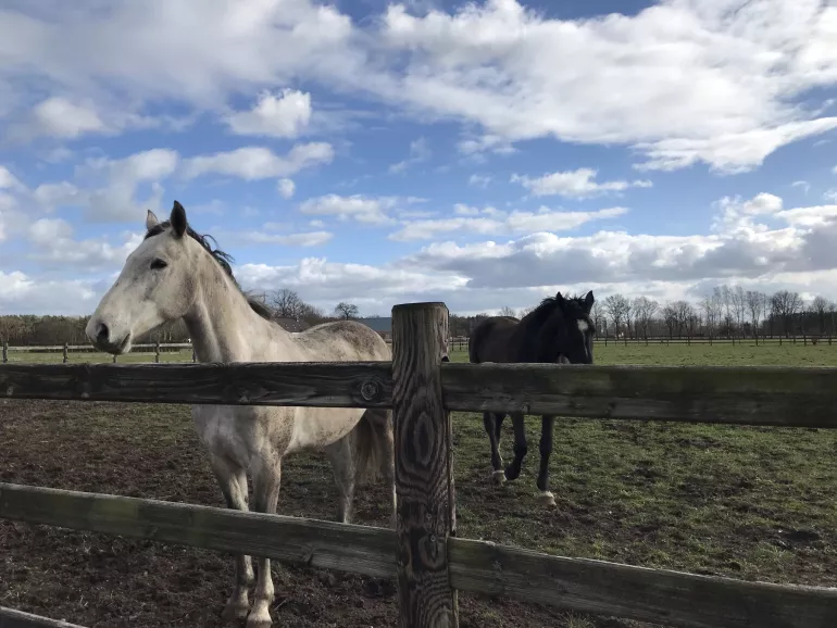 Two horses on a field with a wooden fence with square posts and 3 rails
