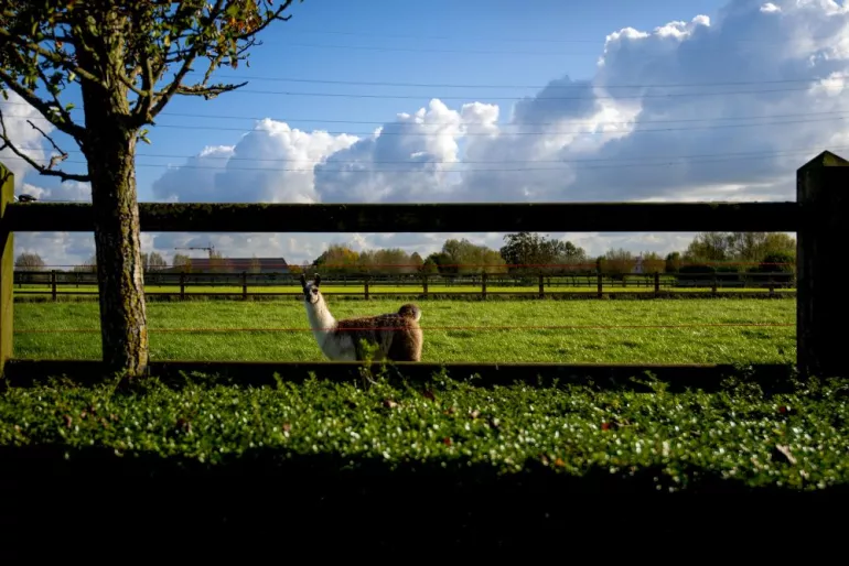 Ein Alpaka auf einem Feld für Holzzäune mit 2 Schienen und quadratischen Pfosten