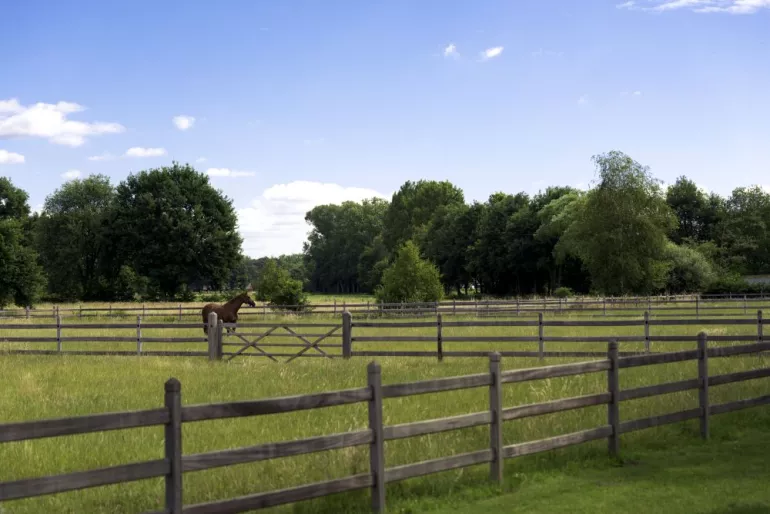 Clôtures en bois avec 3 rails et des poteaux carrés avec un sommet en forme de diamant dans un champ avec un cheval