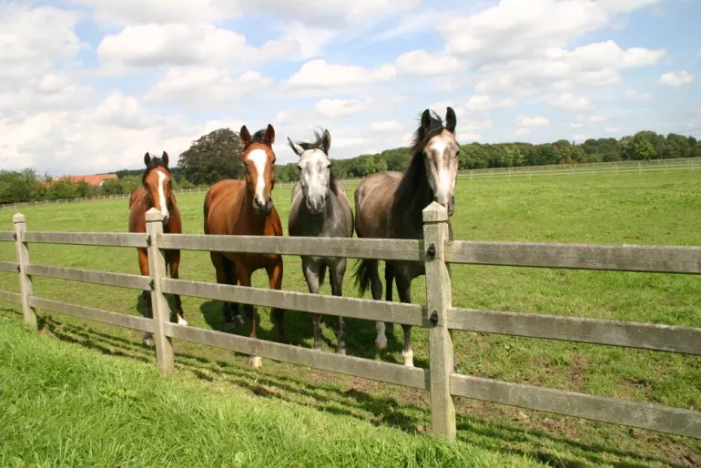 Clôture pour chevaux en bois avec 3 rails, poteaux carrés et fils électriques