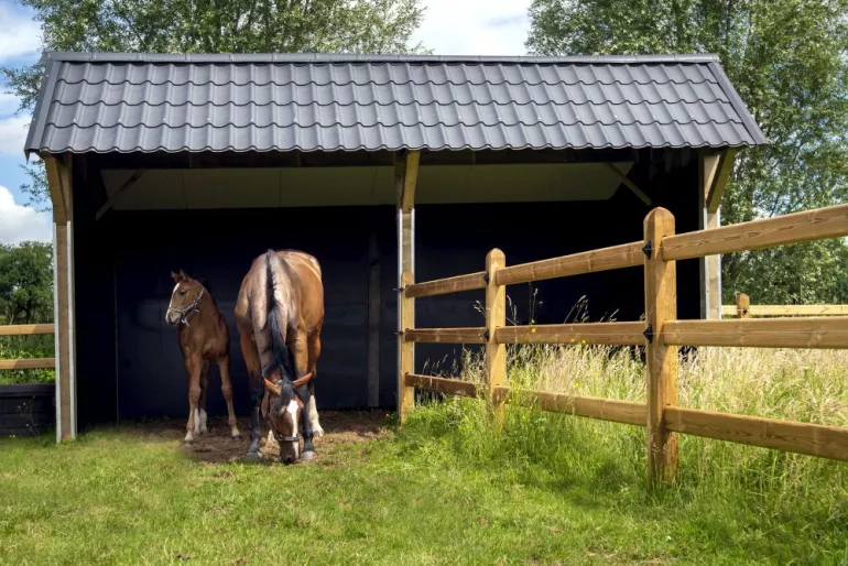 Un double abri à chevaux en bois avec des tuiles noires relié à des clôtures en bois à 3 rails sur un champ avec deux chevaux.