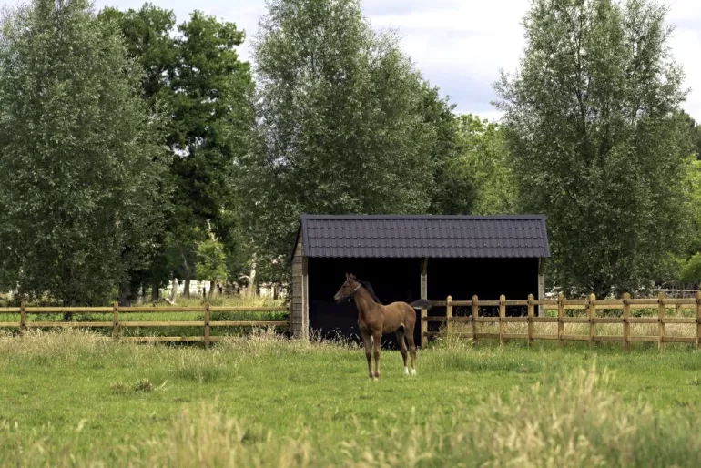 Un double abri à chevaux en bois avec des tuiles noires relié à des clôtures en bois à 3 rails sur un champ avec un cheval