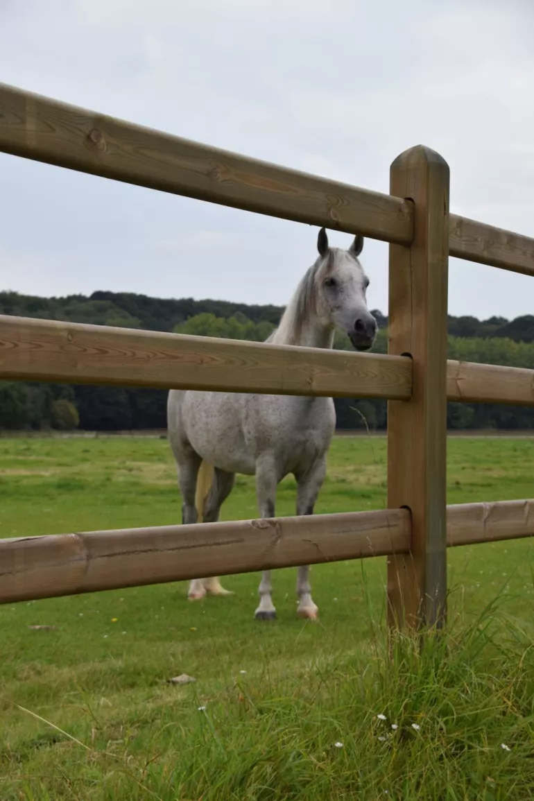 Ein Pferd vor einem Holzzaun mit 3 Stangen und Brettern, die durch die quadratischen Pfosten gleiten