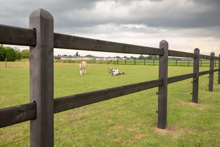 Schwarzer Holzzaun mit quadratischen schwarzen Pfosten auf einem Feld mit Eseln darin