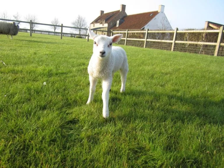 Schafe auf einer Wiese, die mit einem Holzzaun mit zwei Stäben und einem unten angebrachten Maschendrahtzaun eingezäunt ist