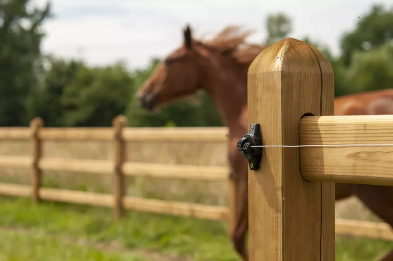 A horse on a field with wooden fences with square posts where the rails slide through them and electric wires