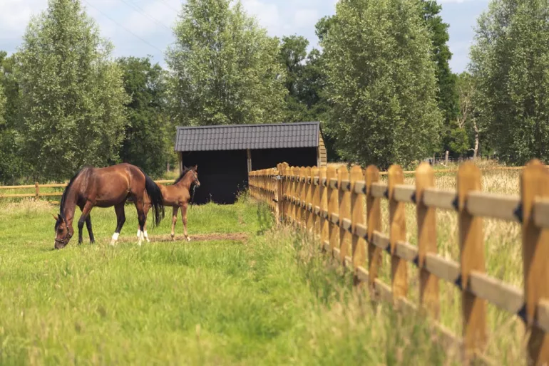 A double wooden horse shelter with black roof tiles connected to wooden fences with 3 rails on a field with two horses