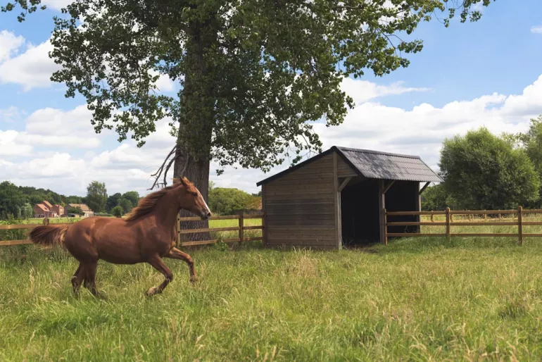 A horse running on a field with wooden fences with 3 rails, square posts and electric wires and a wooden shelter on the back