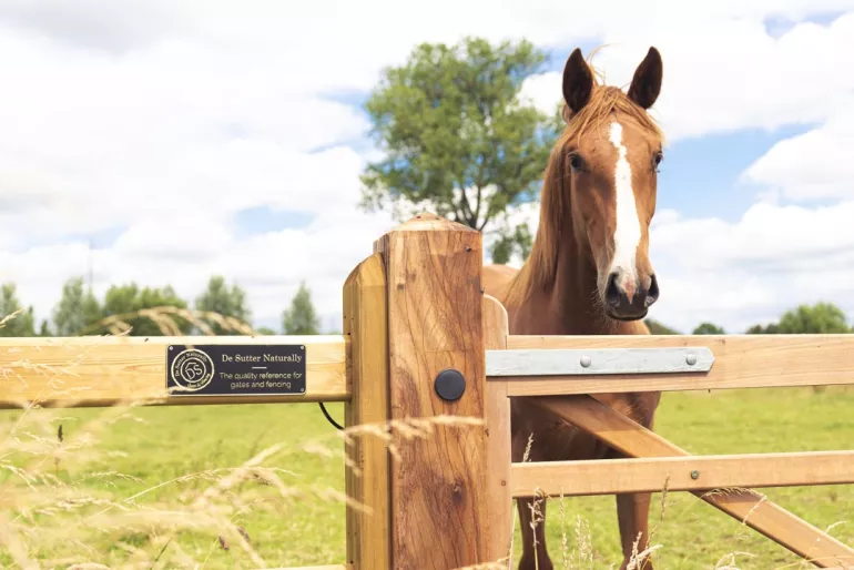A horse behind a wooden field gate attached to a wooden fence with rails