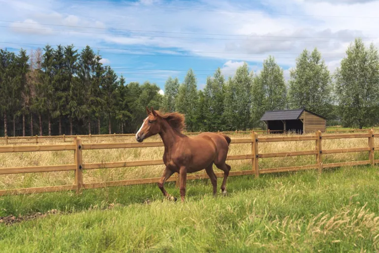 A horse running on a field with wooden fences with 3 rails, square posts and electric wires and a wooden shelter on the back