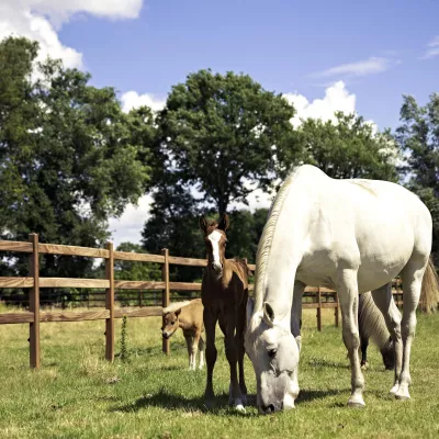 Chevaux dans un champ avec des clôtures en bois à poteaux carrés et 3 lisses