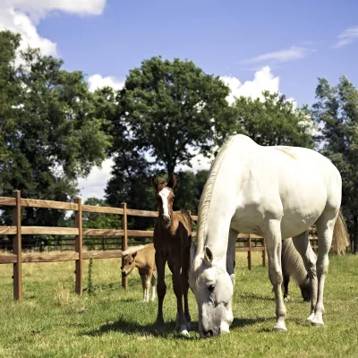 Chevaux dans un champ avec des clôtures en bois à 3 rails