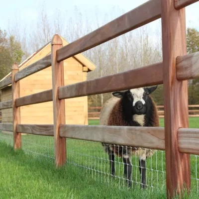 Moutons dans un champ avec un abri en bois et une clôture en bois grillagée