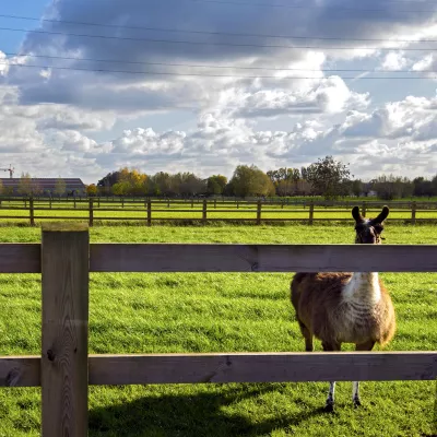 A wooden fence with boards bolted to posts in an alpaca field