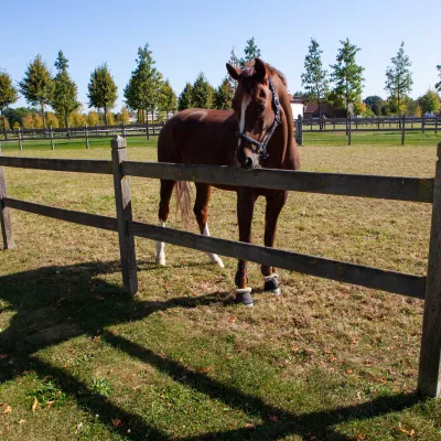 Clôture en bois à 2 rails et poteaux carrés avec sommet en losange dans un champ avec un cheval