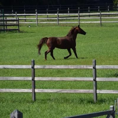 Clôtures en bois avec 3 rails, poteaux carrés et fils électriques pour clôturer un pâturage avec des chevaux