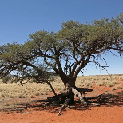Ein Baum