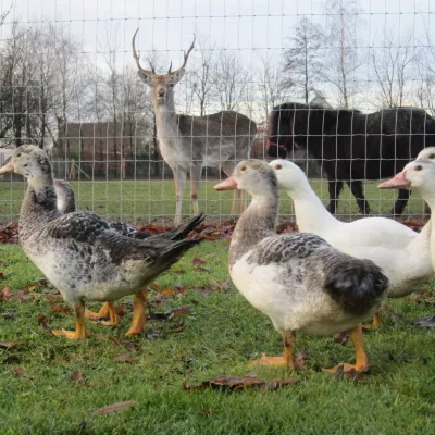A wire mesh fence with square robinia posts for ducks, deer and a pony.
