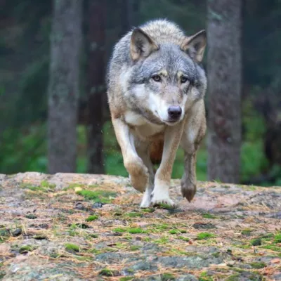 Un loup