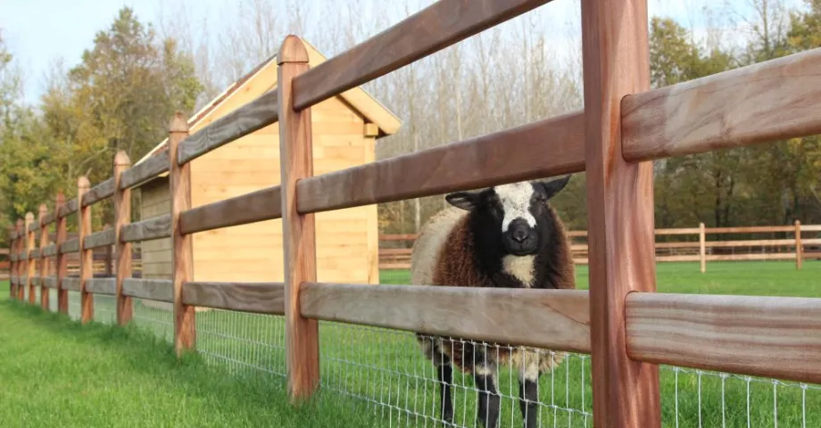 Sheep on a field with a wooden shelter and a wooden fence with a wire mesh on it
