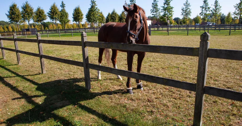 Holzzaun mit quadratischem Pfosten mit Rautenaufsatz und 2 Stäben auf einem Feld mit einem Pferd