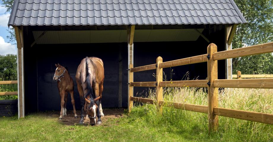 Protect your horse against rain, sun and wind using a shelter. | Desutter  naturally