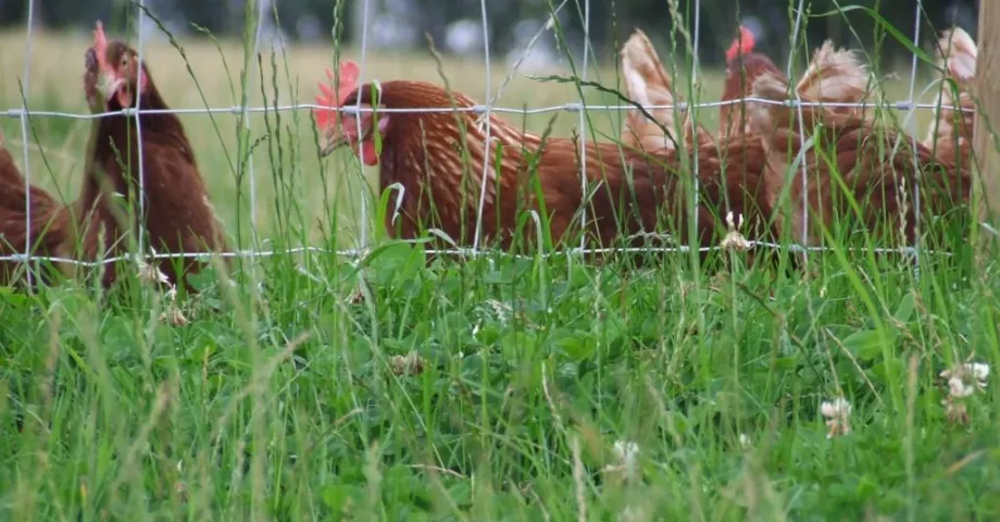 Maschendrahtzaun für Hühner