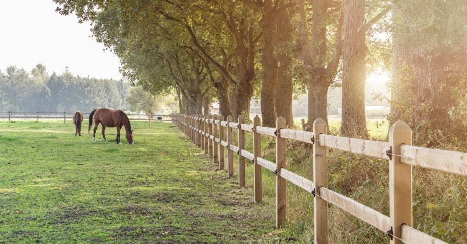 Paarden in een weiland met houten omheiningen met twee spijlen en planken die door de vierkante palen glijden.